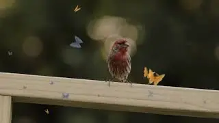 Mello Bird - Original ambient chill