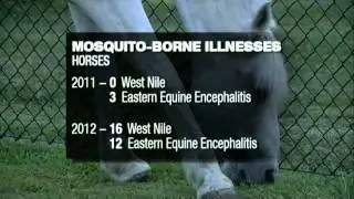 Disease carrying mosquitoes are a danger to animals