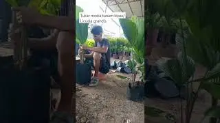 Tukar media tanam kipas/Licuala grandis #shortsvideo #greengarden93 #youtubeshorts #nursery #licuala