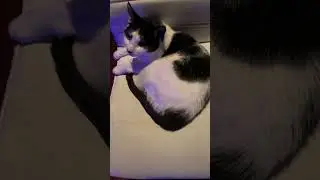 Just hanging out on this chair and Felix just pops right In￼