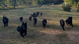 Opening A Giant Dog Sanctuary \ The Dog Daddy. 