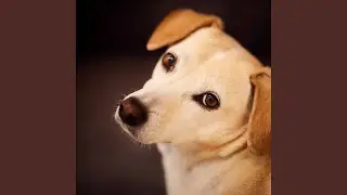 Mellow Ambience for Calm Hound