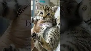 Spay It Forward: Tackling Cat Overpopulation using TNR (trap-neuter-return)