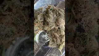 Platinum Kush Breath Remix - in House Genetics | Premium Cannabis Growing