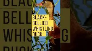 Unique World of Black Bellied Whistling Duck! 🦆 #duckshorts #whistlinghermit #shortsvideo