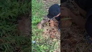 Catching furry animals in coconut shells#animals #hunting #video shorts