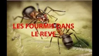 LA SIGNIFICATION DES FOURMIS DANS LE RÊVE