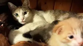Lovely kittens falling asleep after drinking their mother's breast milk