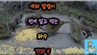 새와 말벌이 먼져 알고 벌떼처럼 달려드 과수 TOP 5 , 과수작물 심을때 특히 이것 주의하세요!