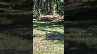 Gopher tortoise