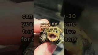100 years old turtle #turtle