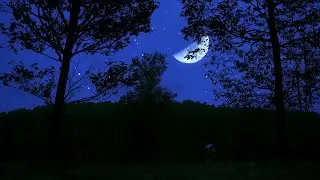Tranquil Night Ambience - Soothing Cricket Sounds for Sleep & Deep Relaxed - 10 Hours