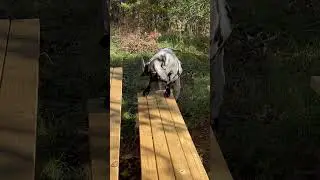 The silliest buck goat is clumsy. #goat #boergoat #funny #fall #fail