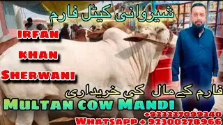 multan cow mandi Live weight bacharay for sale sherwani cattle faram multan14/9/2024