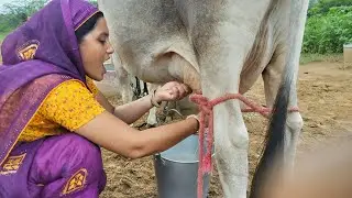 Women Cow Milking || Women Drinking Cow Milk || Village Life Cow Milking #urmivlogs #cow