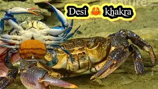 Khakara kurile nodi desi crab 🦀🦀#adivasivlogs 