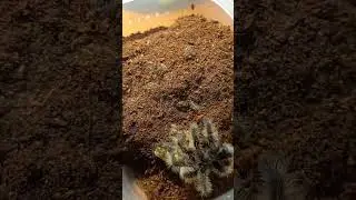 #spider #pajak #tarantula #birdspider #fyp #ptasznik #tliltocatl #albopilosus #nicaragua