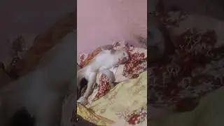 Funny monkey beby 😆😆😂 #monkey #funnyvideo #viralvideo