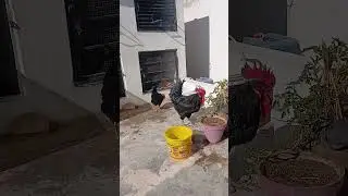 Fancy hens pair