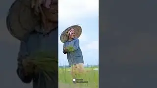 jarkand ke kisan  🤔🤔🤔🤔🤔🤔🤔👌👌👌👌