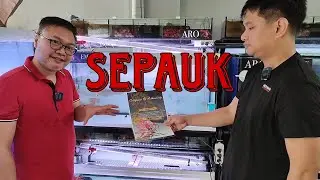 Sepauk Super Red Arowana - Aro Empire