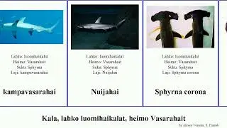 Kala, lahko luomihaikalat, heimo Vasarahait fish corona tudes Sphyrna Society Carcharhiniformes
