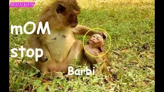 Breaking Haert & Million Sadness Poor Baby Monkey BARBI, Why???/ Mom Stop | Cry Loudly.