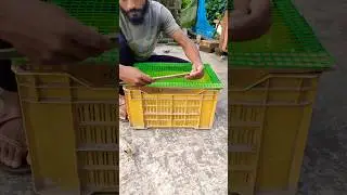 🏠🙏 woodworkChicken Cage Dor Wood Setting #pigeonslovers #shorts #kalapati #pet #woodworking #2024