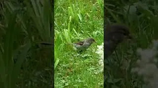Field of Feathers: Adorable House Sparrows #sparrows #shorts