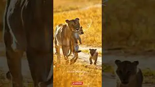 😲Do you know what a mother lion does to her weak cubs?😱😥😢#animals #education#science#animalbehavior
