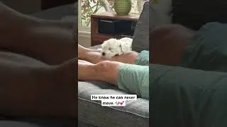 Rule #1: When puppy is comfy, you never move!  😂#puppyshorts #dogshorts #maltipoo #puppylife #dog