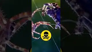 🕷️ Should We Be Scared of Spiders? 🕷️