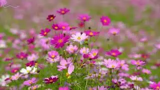 Deep Relaxing Piano Music with Nature Sounds & Positive Affirmations for Inner Peace 🌿