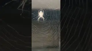big spider 🕷️🕸️ web 🕸️ #spider #spiderweb #spiderlover #nature #aesthetic #like