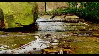 Peaceful Woodlands Water Sounds | Deep Sleep | Study Meditation