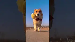 #dog #doglife #pets #lovely #lovelydog #ctue
