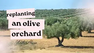 Replant an Olive Tree Orchard! Ranch LIFE!! How to MOVE big trees! Tractors Working
