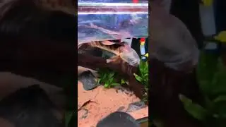 fighting fish