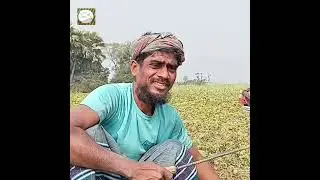 চলনবিলে একই জমিতে করলা ও মুখি কচু চাষে লাভবান কৃষক। 