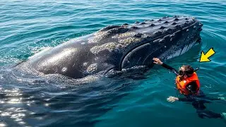 Whale attacked by millions of barnacles, when rescue team arrived it did something shocking