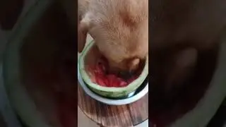 Dog healthy drinks food # labrador Retriever🤩#funnydogs #doghealthydiet#dogfood#dogofinsta#awwanimal