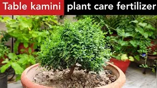 Table kamini plant care, murraya paniculata, mini kamini plant, Bonsai table kamini