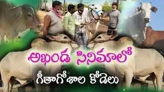 అఖండ సినిమాలో అదరగొట్టిన కోడెలు ఈ రైతన్నవే | #Akhanda Bulls | Srinivas - Goshala | #Saagubadi