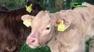 Is your Bull ready