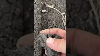 Impact of downforce pressure on the furrow and sidewall compaction