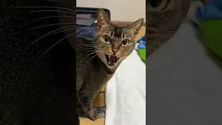 When Your Cat Throws a Tantrum 😂