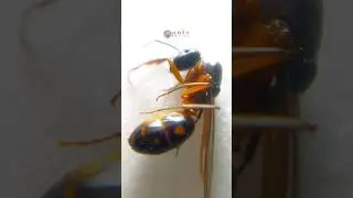 Formiga rainha Sendo devorada #shorts #animals  #insects