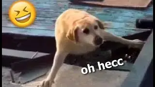 RIP Doggo