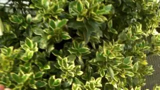 Preferred Properties Landscaping and Nursery shows us some specimen plant materials