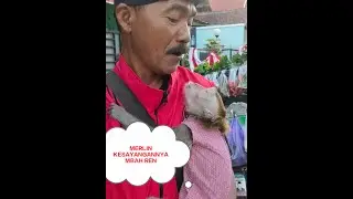 Merlin Kesayangan Mbah Ren
